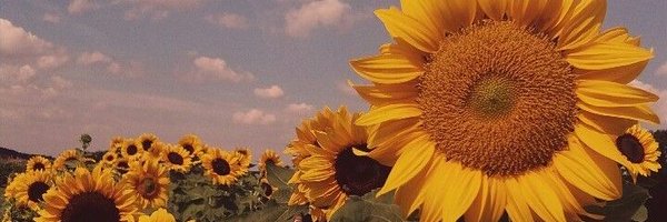 hmtrhmsr Profile Banner