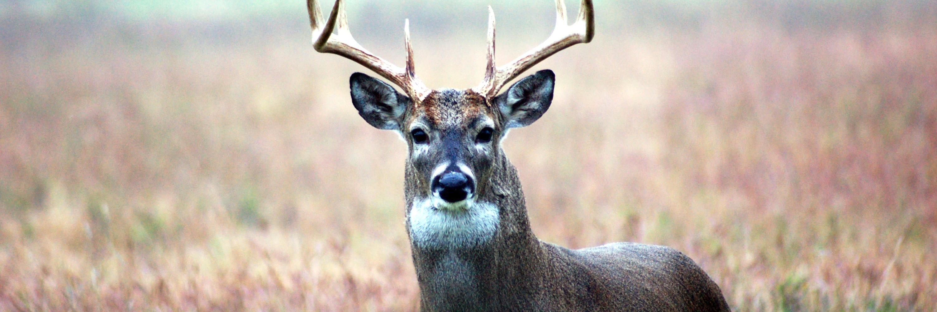 okdeerprocessor's profile banner image