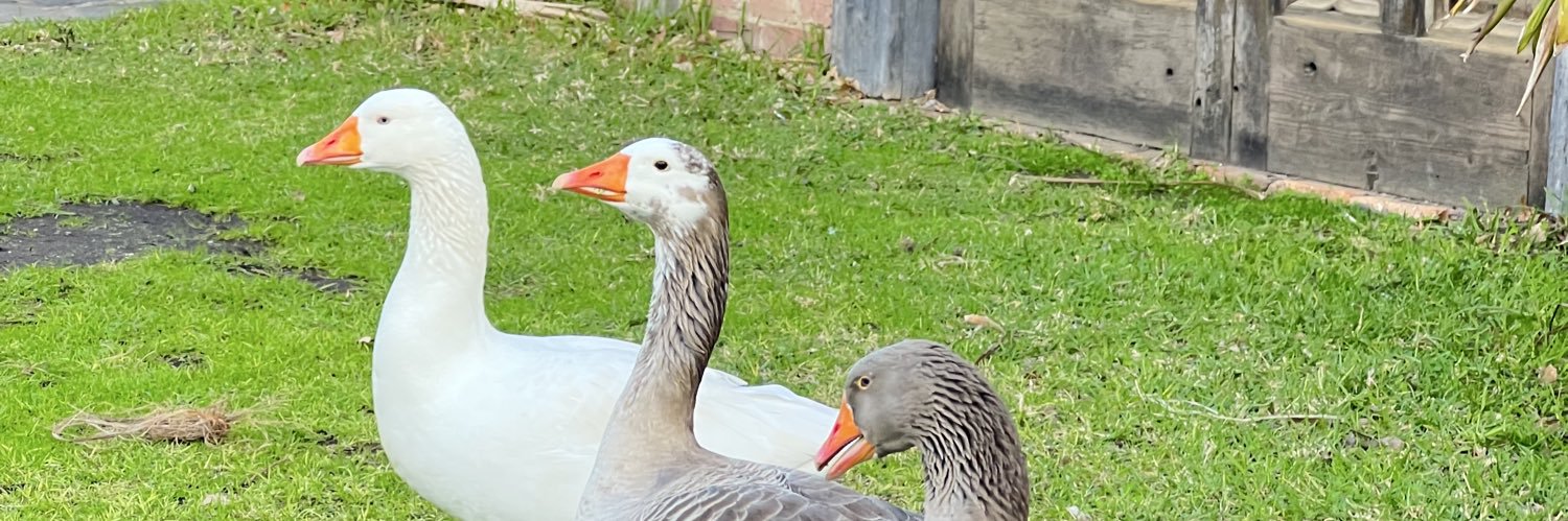 ☾*✲⋆Lune de Lyn˚ ༘♡ banner