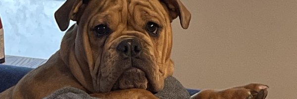 llowe005 Profile Banner