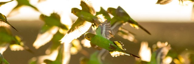 budgerigarbook's profile banner image