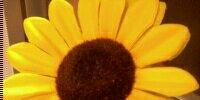 MelloyellowSn's profile banner image