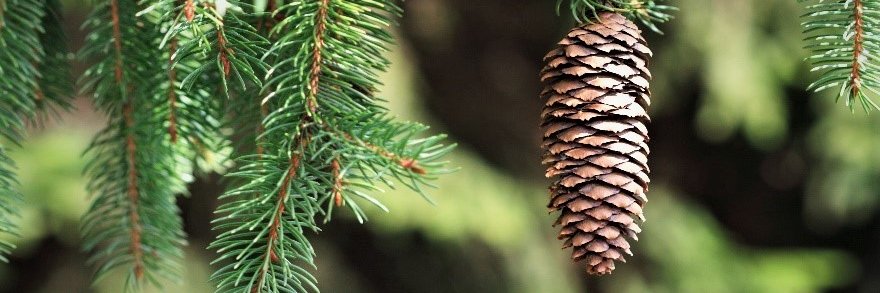 Conifex_BC's profile banner image
