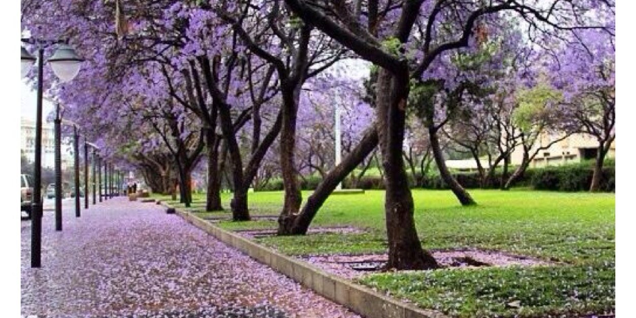 abha_ask's profile banner image
