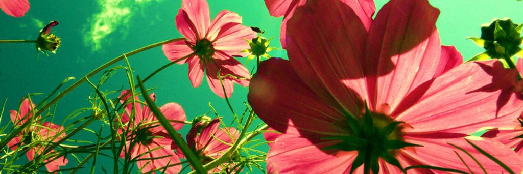 lovebugz23's profile banner image