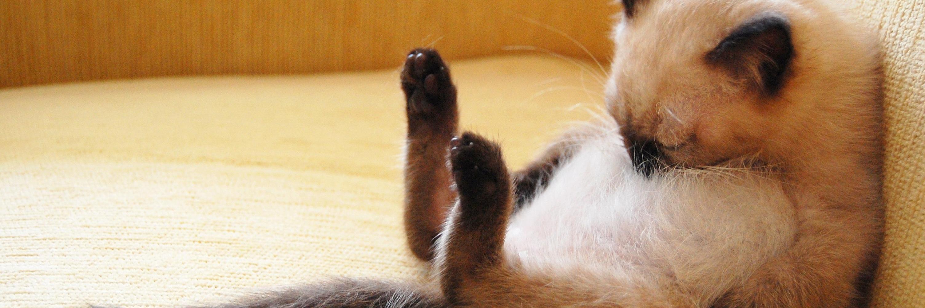 謎猫 banner