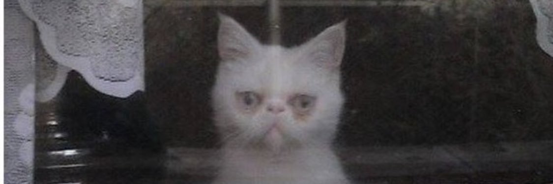 илона, через і banner