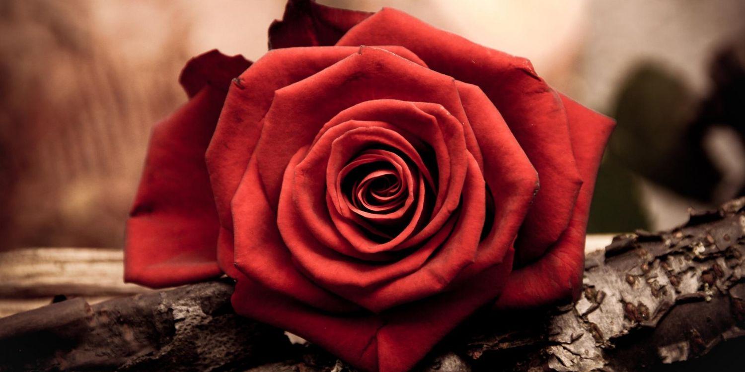 ajdewana's profile banner image