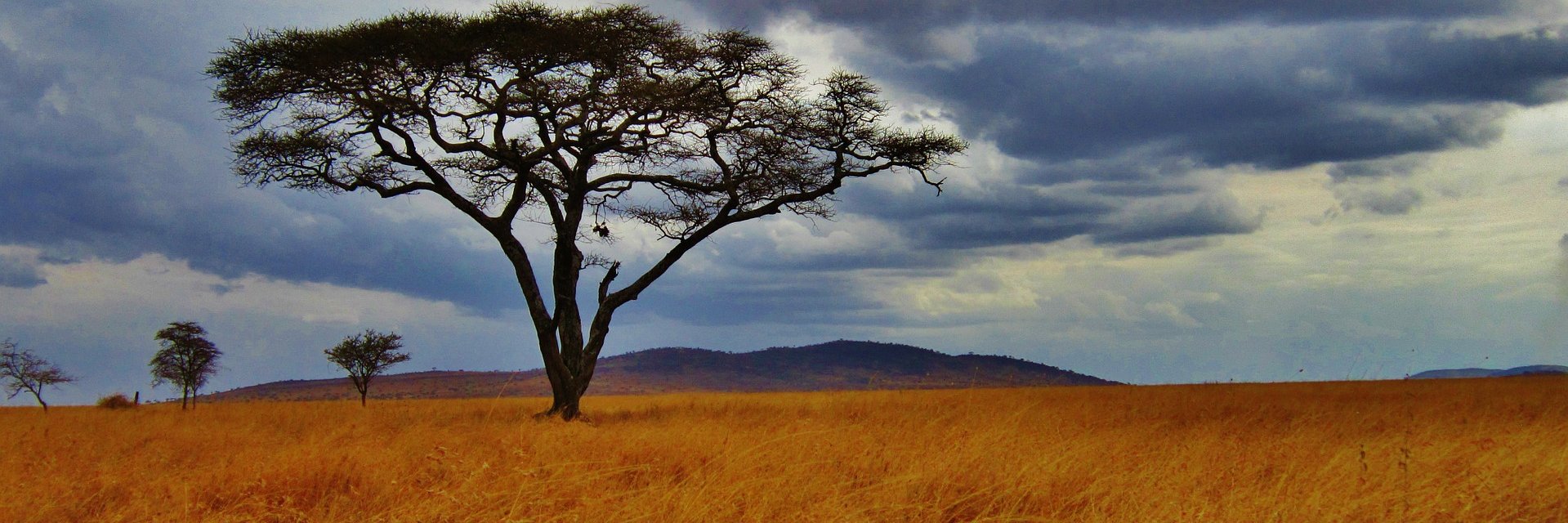 Dry Associates Ltd. banner