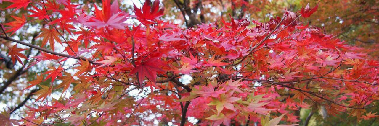 あおい banner
