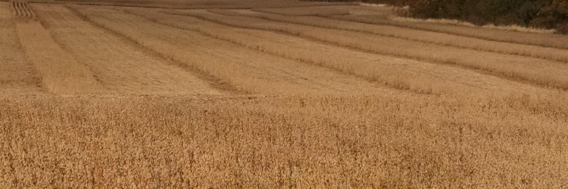 David G. Hallauer banner