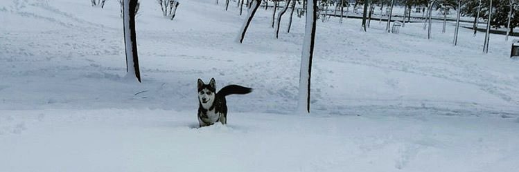 akyuz61_'s profile banner image
