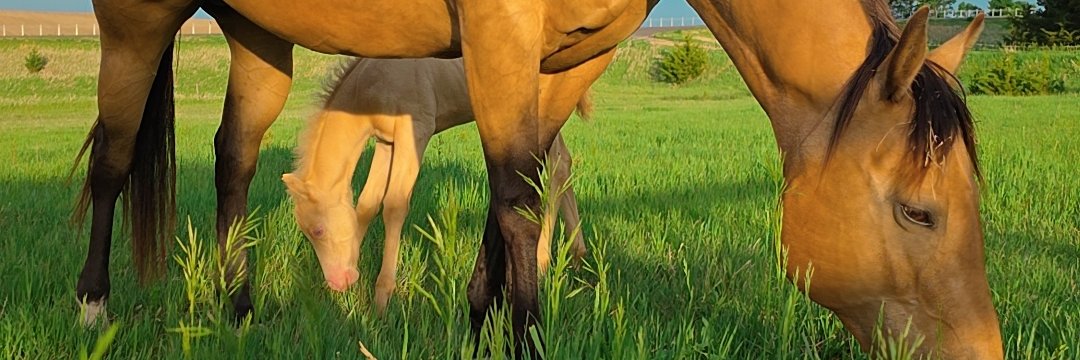 HalieTurich's profile banner image