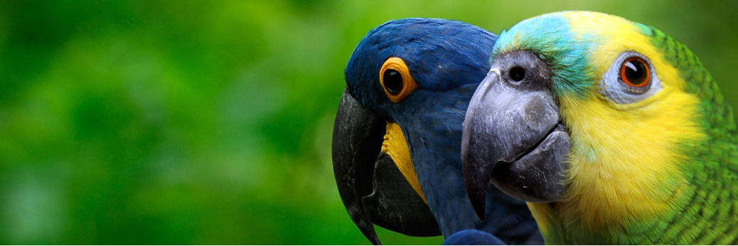 ParrotHotelShop's profile banner image