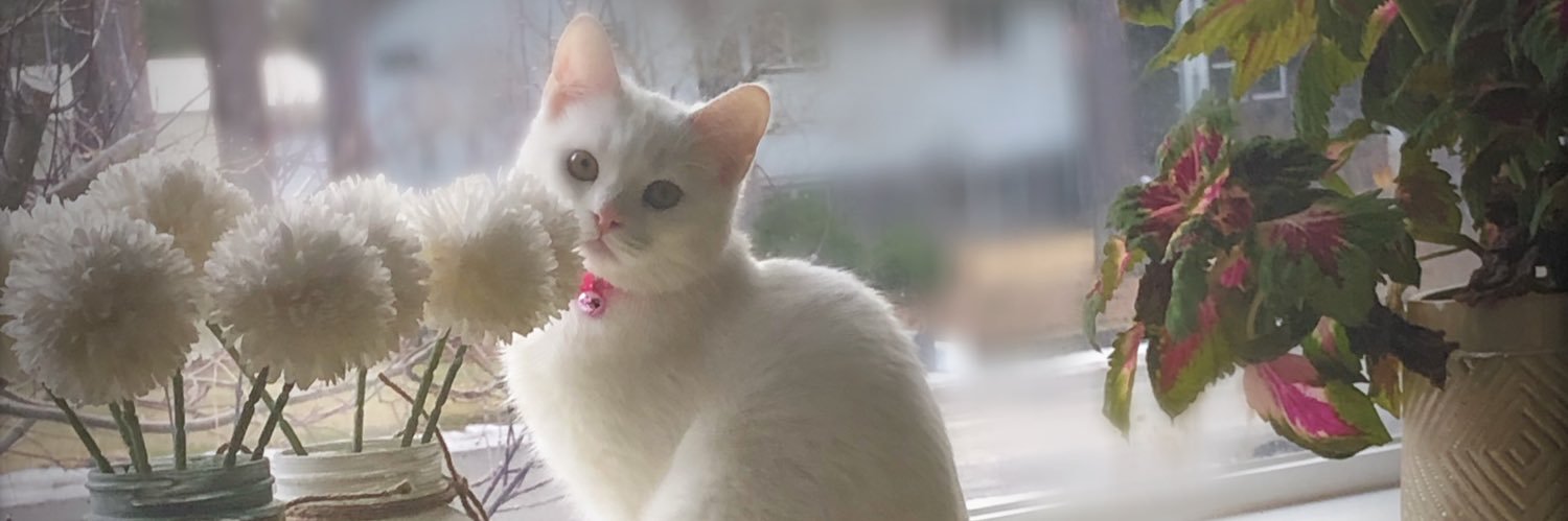 ogabbychatty's profile banner image