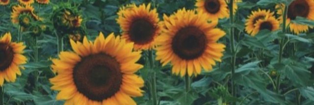 coepodecrer's profile banner image
