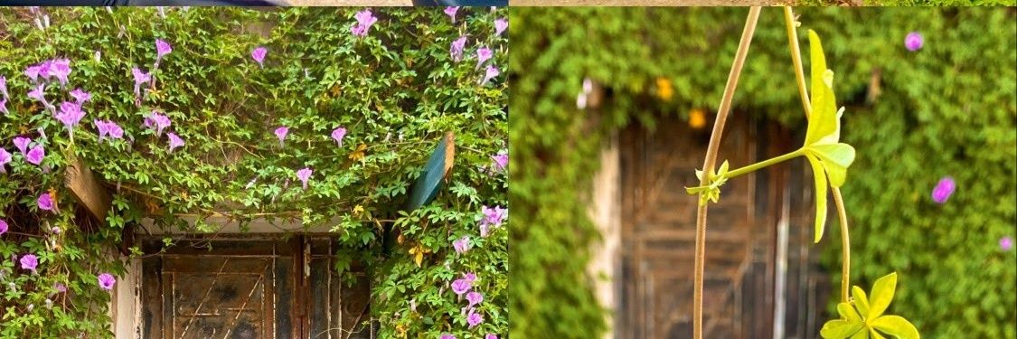 Just__Samah's profile banner image