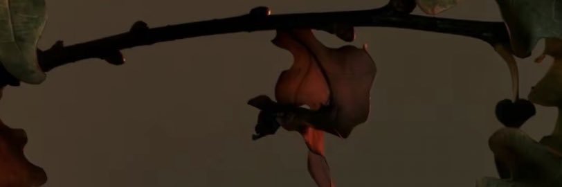 pizzahooker's profile banner image