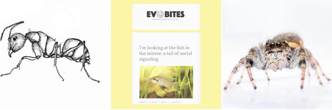 EvoBites's profile banner image