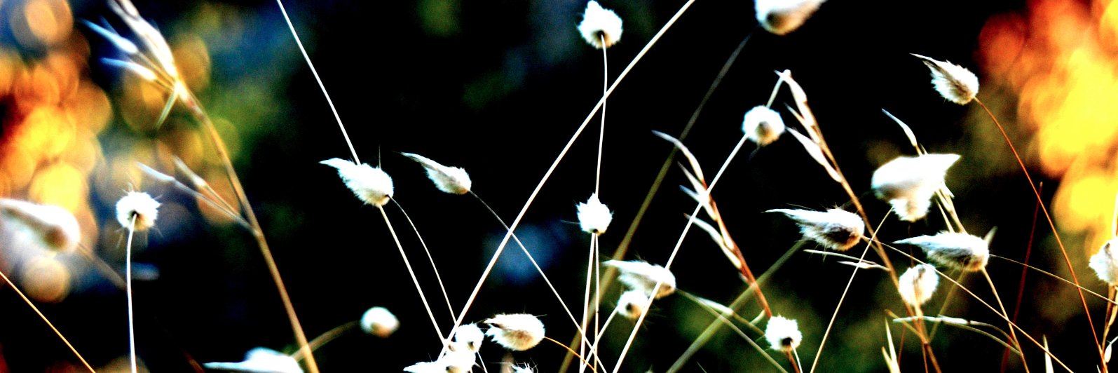 RedLyVisuals's profile banner image