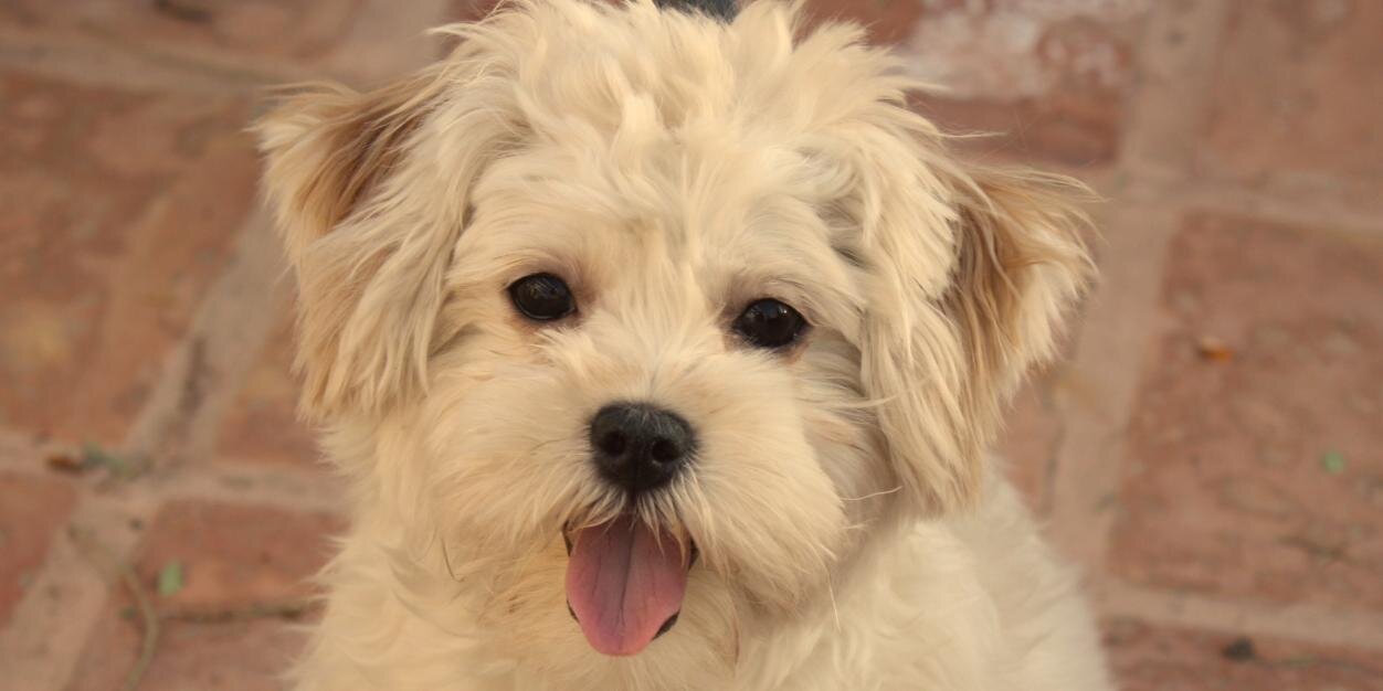 doggyhour's profile banner image