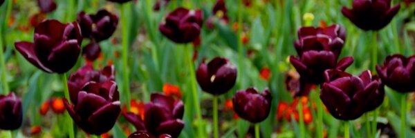 Dsgnr_ Profile Banner