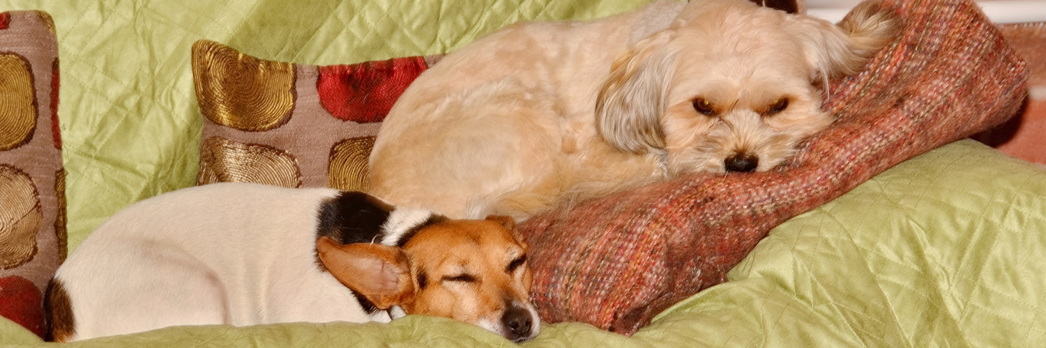 English-Spanker banner