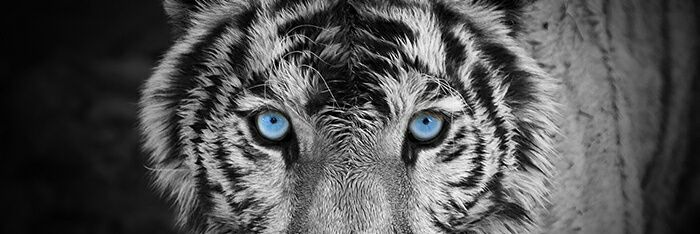 iieknom's profile banner image