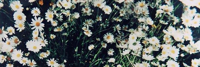 DaisyAlice93's profile banner image