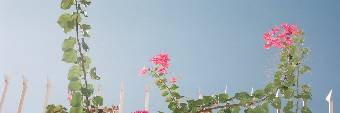 SarahPannell's profile banner image