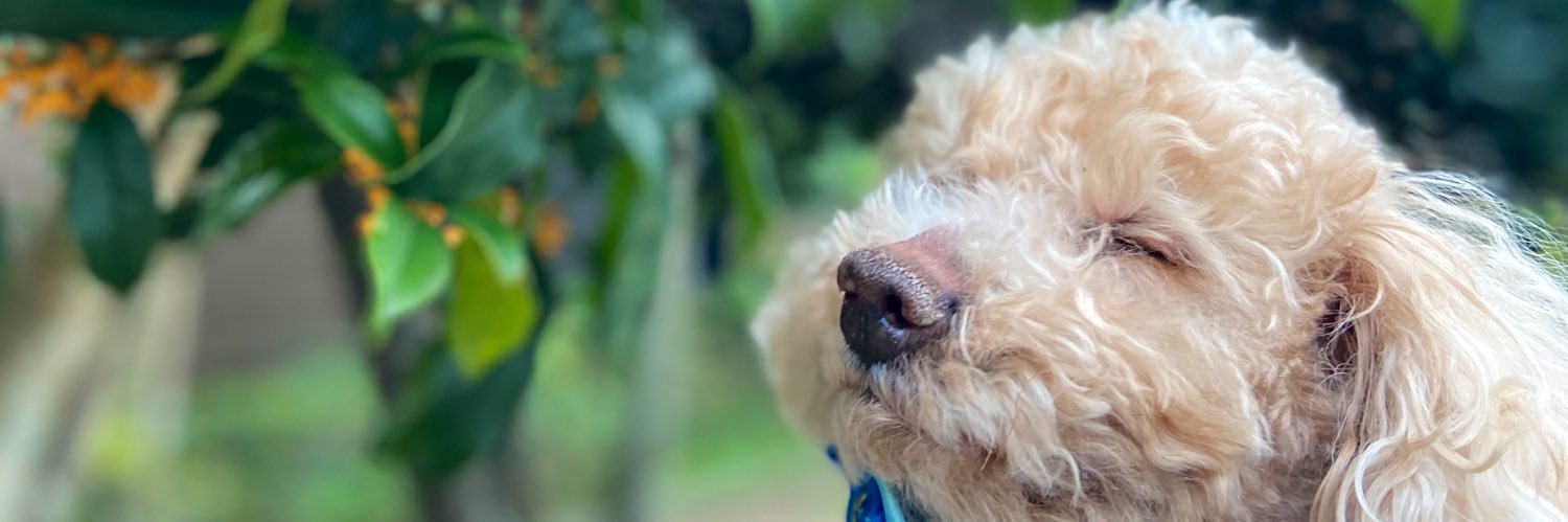 choco_toypoo's profile banner image