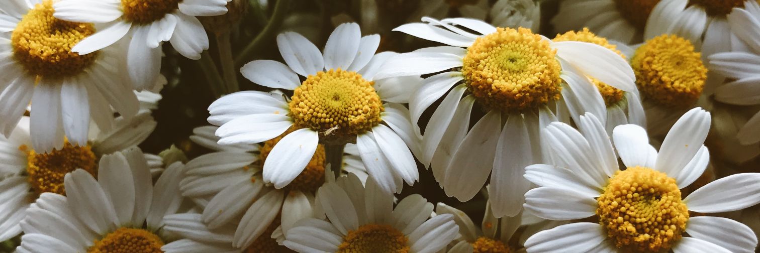 _JanineGraber's profile banner image