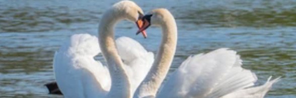 RobinSwanBlue's profile banner image