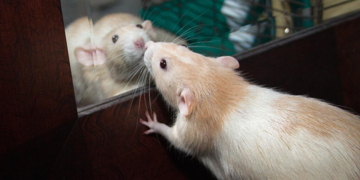 RealMartyMouse's profile banner image