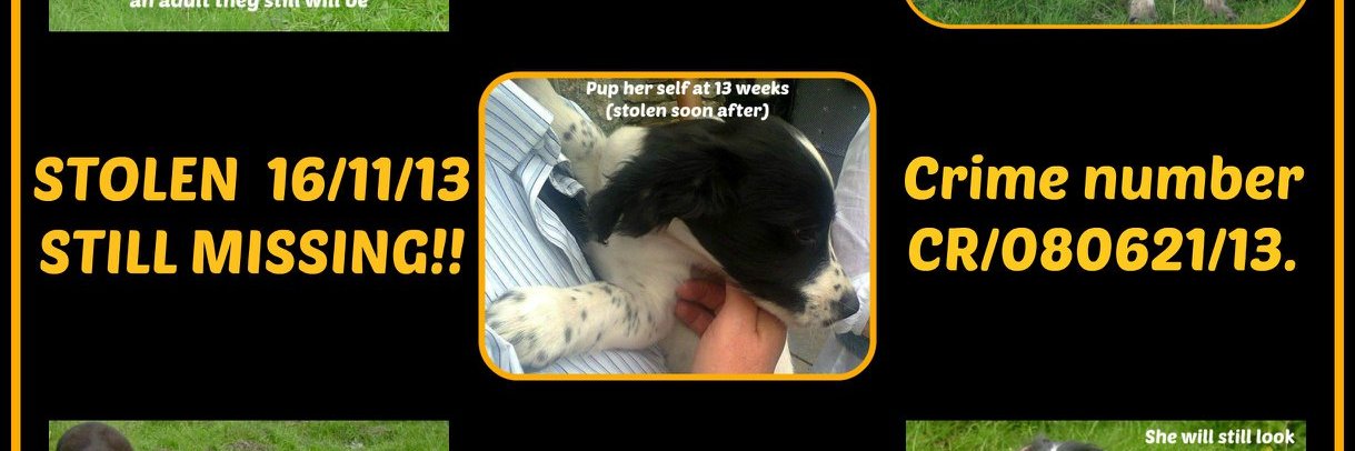 Sarah Williams banner