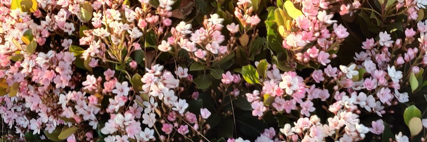 sofiexcc's profile banner image