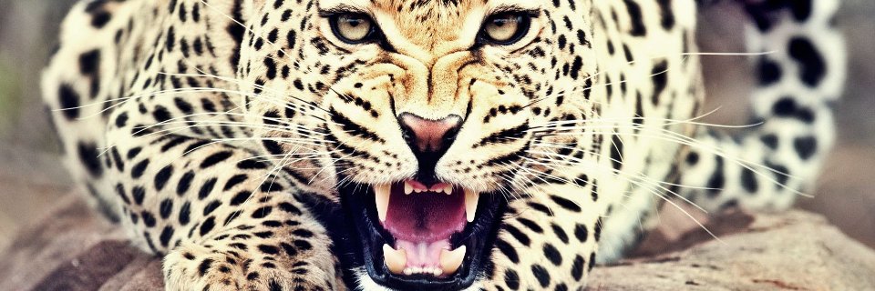 Cédric Ntwali banner