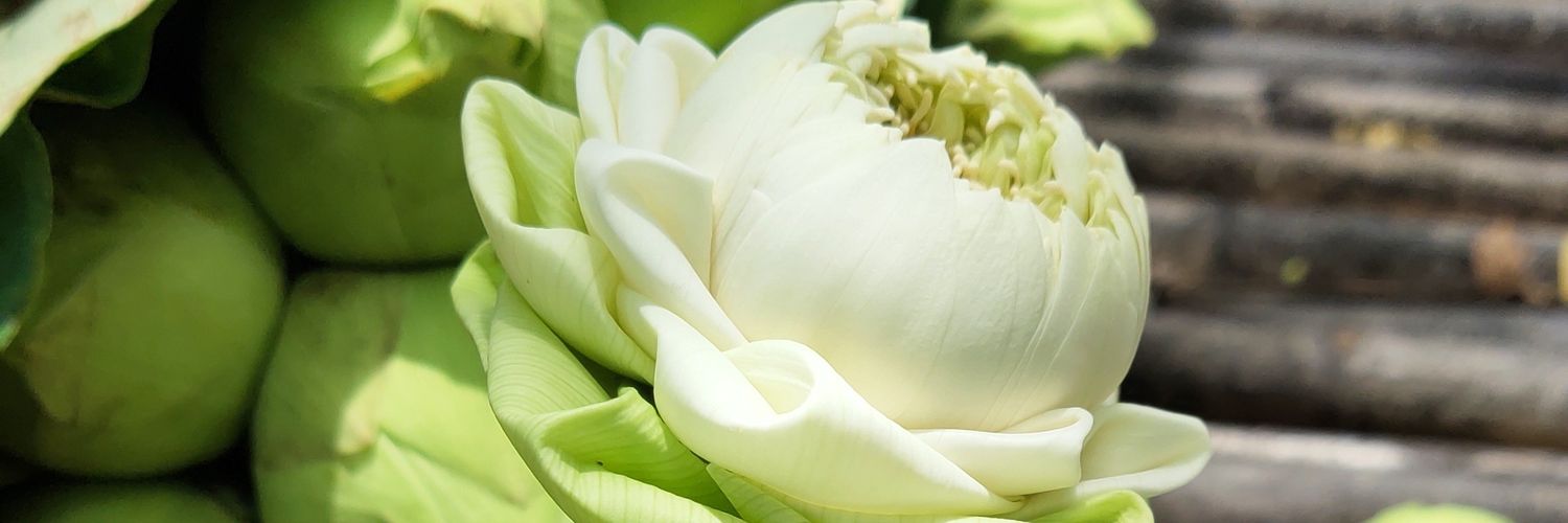 jitphinun14's profile banner image