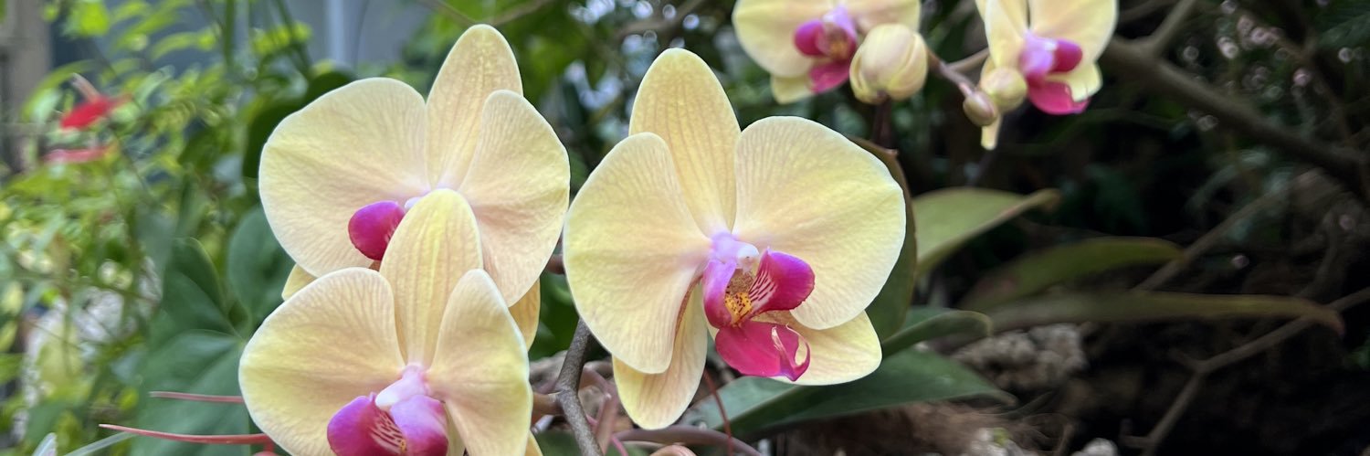 Hallie Hite Enix banner