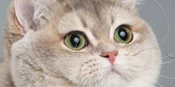 Liz banner