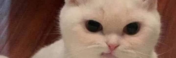 Catz_monk's profile banner image