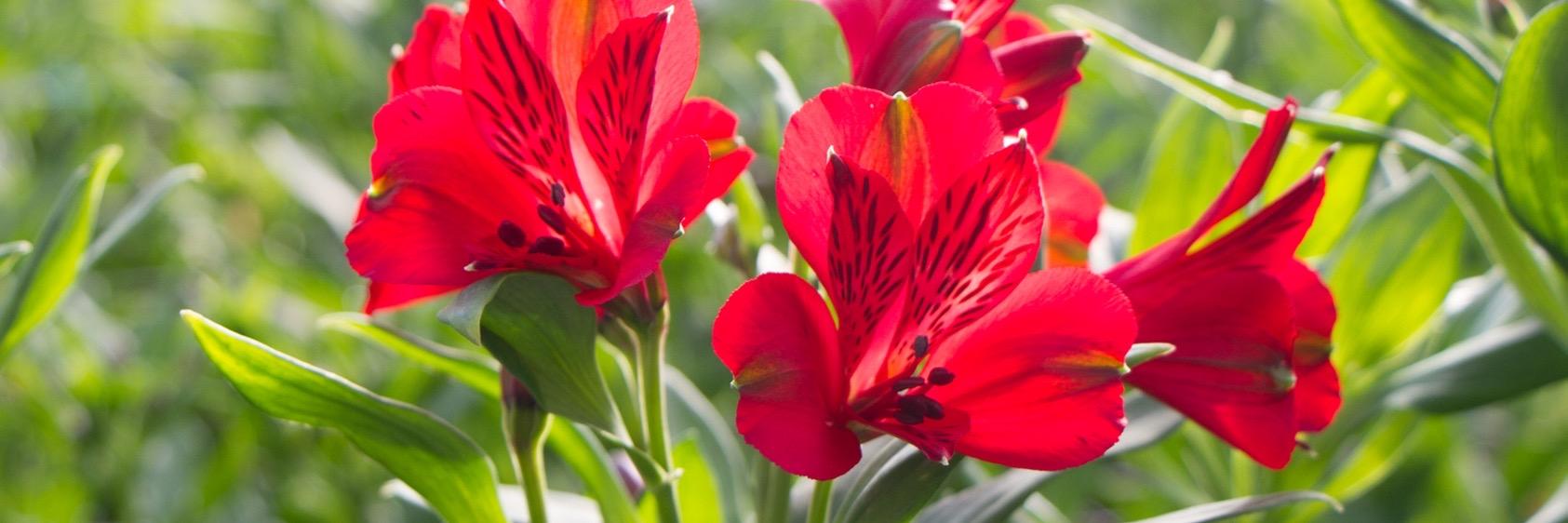 floresfunza's profile banner image