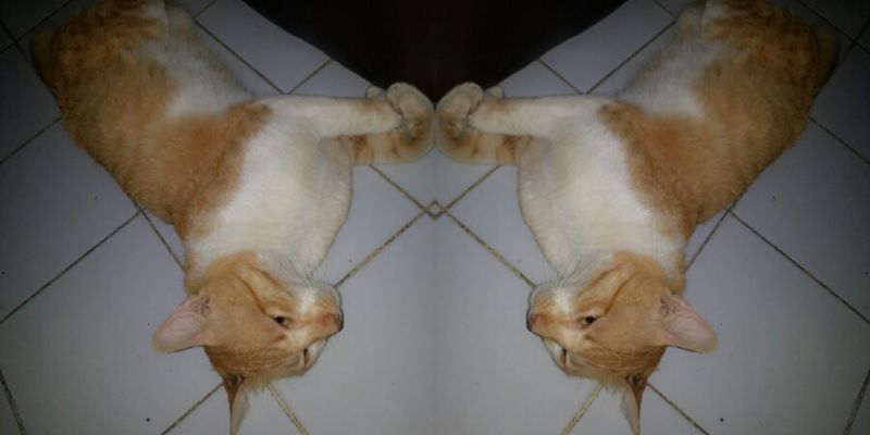 ichaaLK's profile banner image