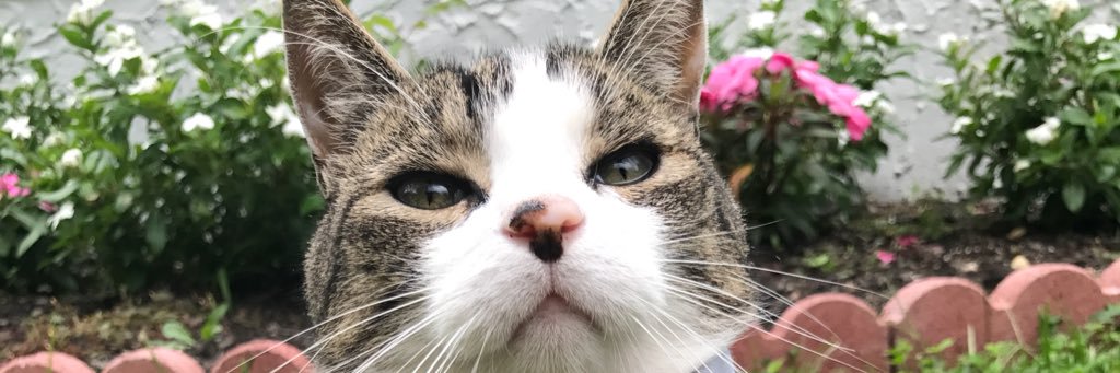 gabbbytripodi's profile banner image