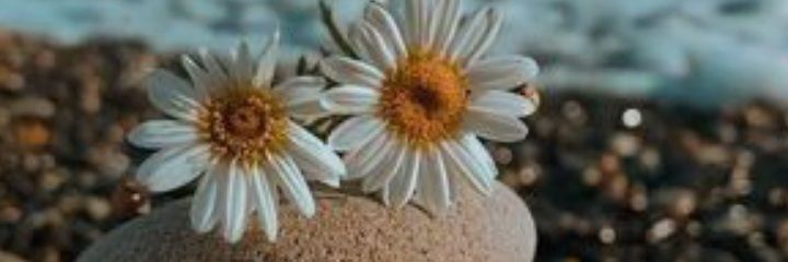 _danividal's profile banner image