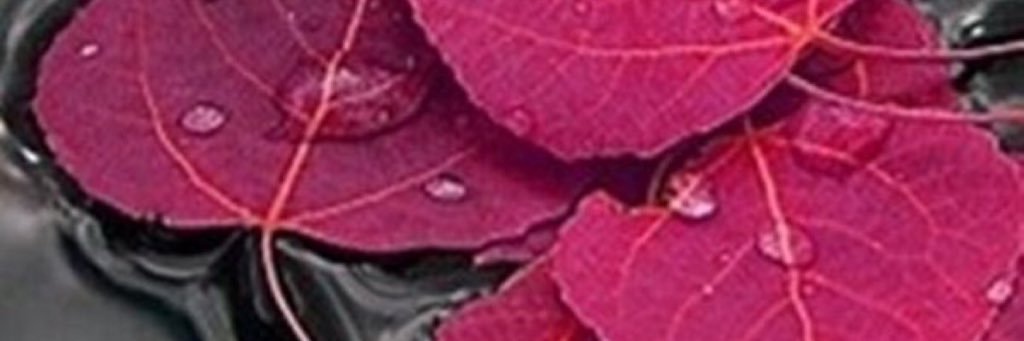 PlatinumPalm's profile banner image
