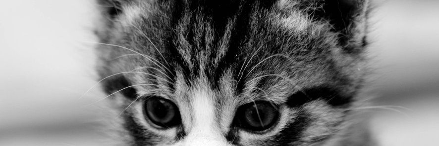arilibad's profile banner image
