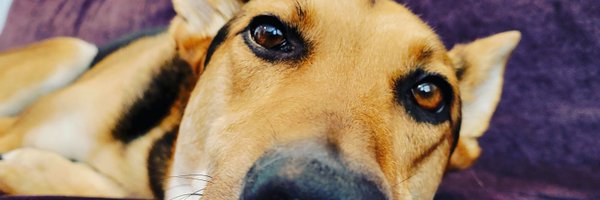 kryrayne Profile Banner