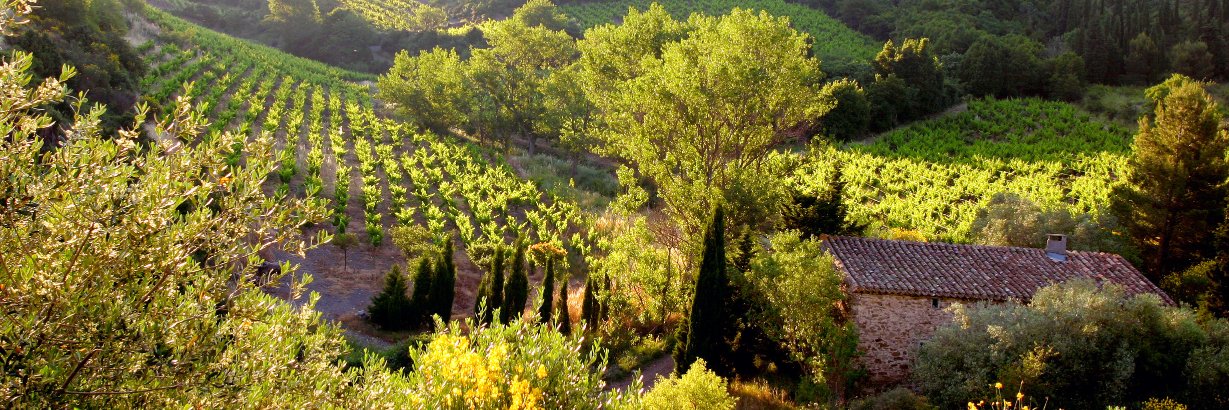 cbmlanguedoc's profile banner image