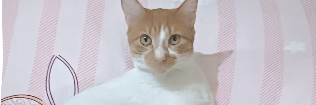 HayciOrvi's profile banner image